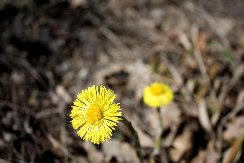 Le prime fioriture primaverili